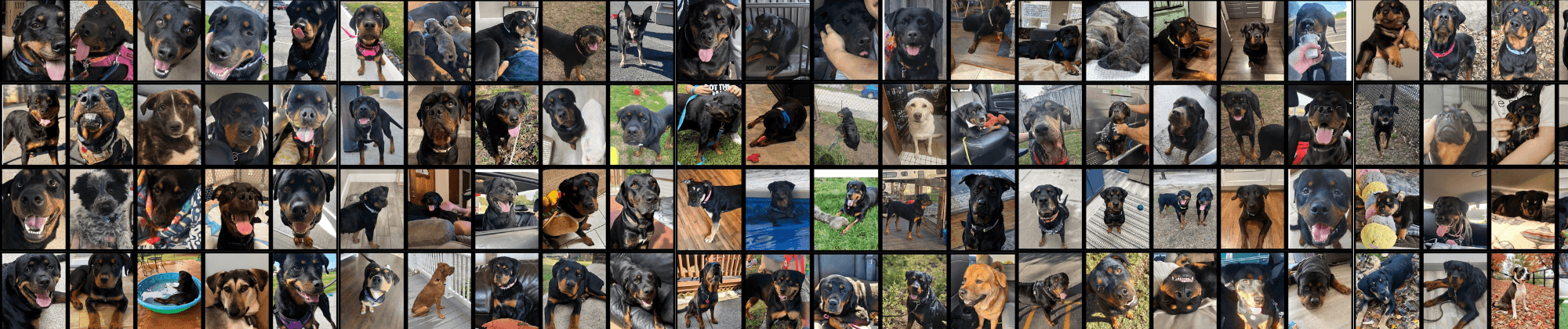 A collage of happy rescued dogs