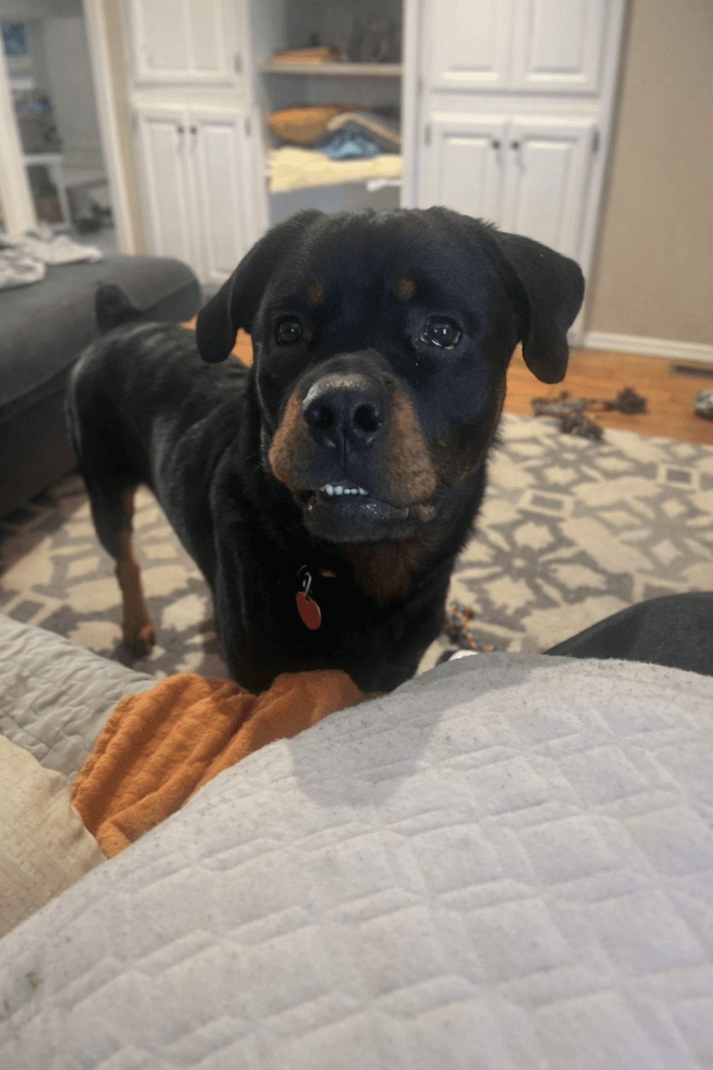 Thor, the inspiration for our out-of-state rescue work